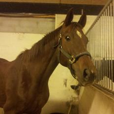 Dansk Varmblod Abelone SOLGT