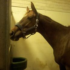 Dansk Varmblod Abelone SOLGT