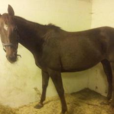 Dansk Varmblod Abelone SOLGT