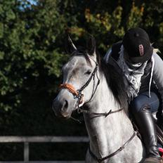 Sportsaraber (A) LOBERGS ARABIAN DACAPO