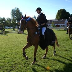 New Forest Remontes Gee-Gee -B-pony