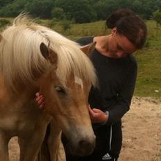 Haflinger KBK 10 Hera