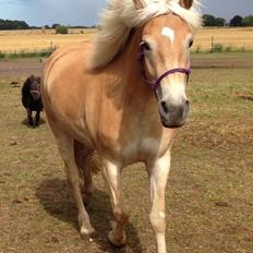 Haflinger KBK 10 Hera