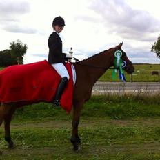 Dansk Varmblod Satchmo