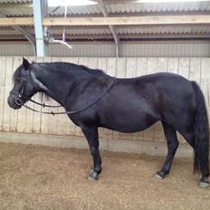 Anden særlig race Flicka