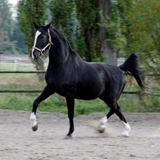 Dansk Varmblod Martinique