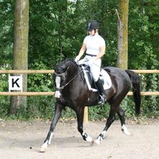 Dansk Varmblod Leonardo