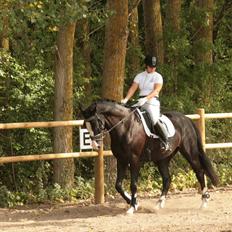 Dansk Varmblod Leonardo