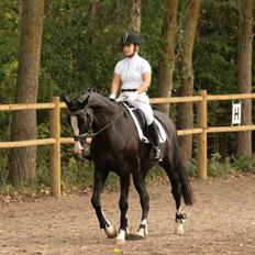 Dansk Varmblod Leonardo