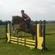 Anden særlig race Pollux