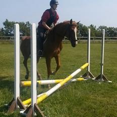 Anden særlig race Pollux