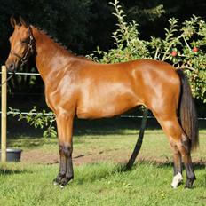 Dansk Varmblod Naya KK