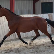 Dansk Varmblod Naya KK