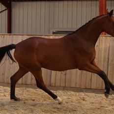 Dansk Varmblod Naya KK