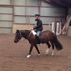 Anden særlig race Bianca