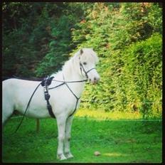 Islænder Ljómi fra Egeballegaard