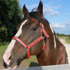 Paint San cutter cash