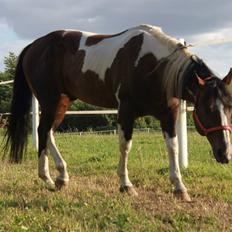 Paint San cutter cash