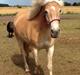 Haflinger KBK 10 Hera