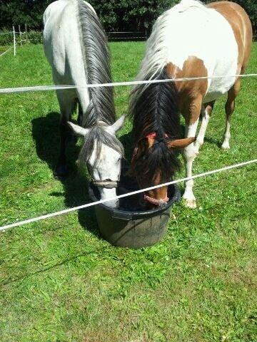 Anden særlig race Team Blues Logo Romeo billede 1