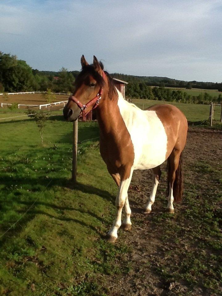 Anden særlig race Team Blues Logo Romeo billede 2