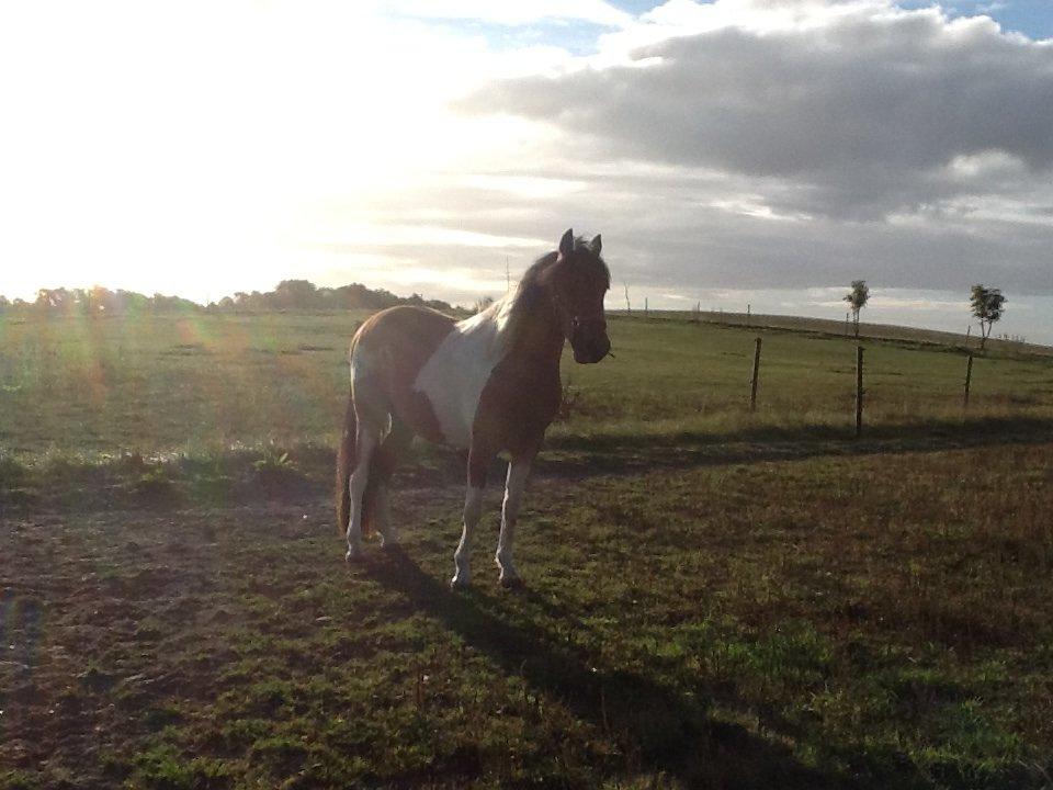 Anden særlig race Team Blues Logo Romeo billede 3