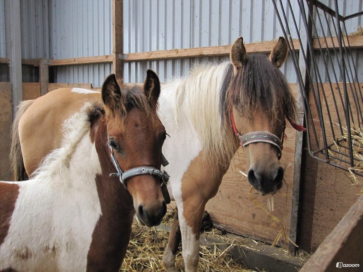 Anden særlig race Team Blues Logo Romeo billede 4