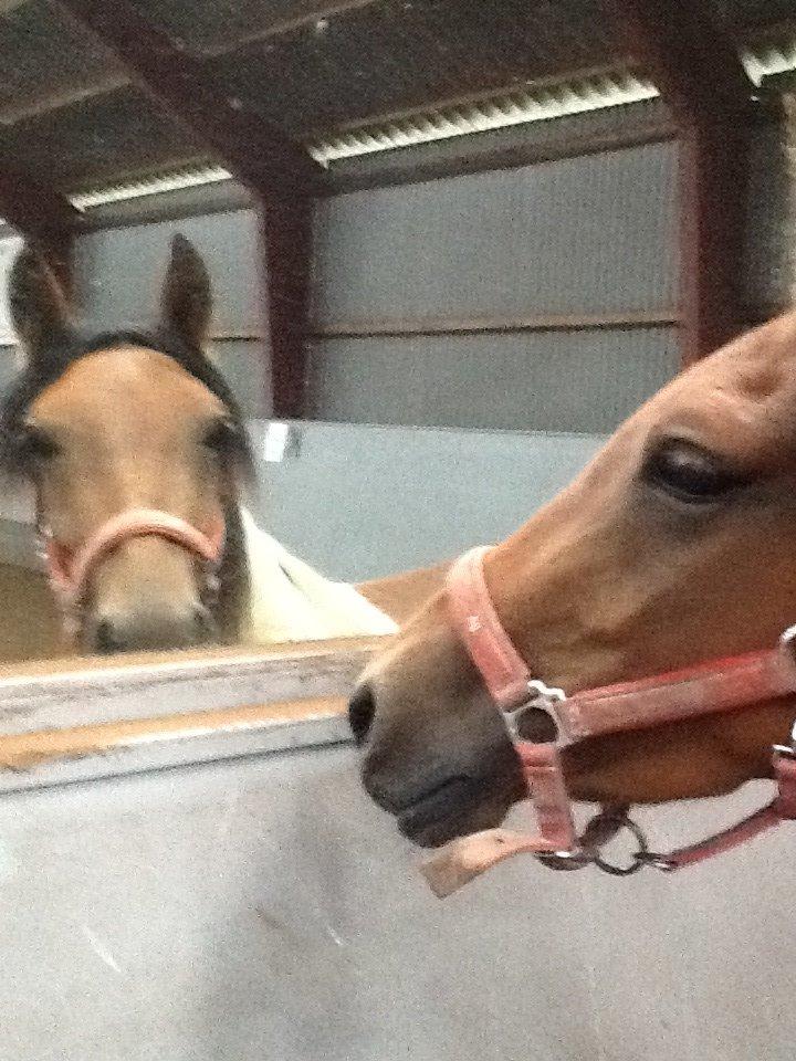 Anden særlig race Team Blues Logo Romeo billede 5