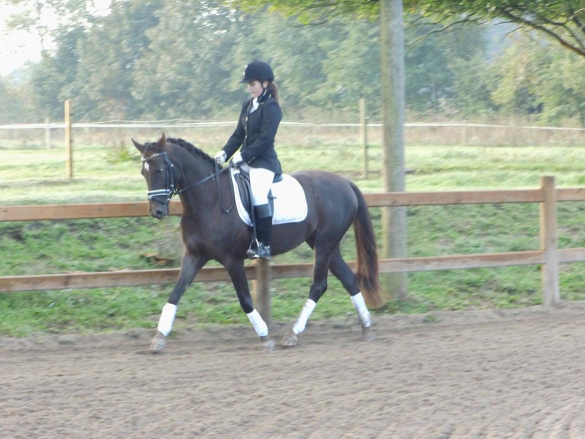 Anden særlig race Marielunds Faiht!<3 My Soulmate!<3 - "Du smukkeste ting i verden kan hverken ses eller røres, de må føles med hjertet" billede 10