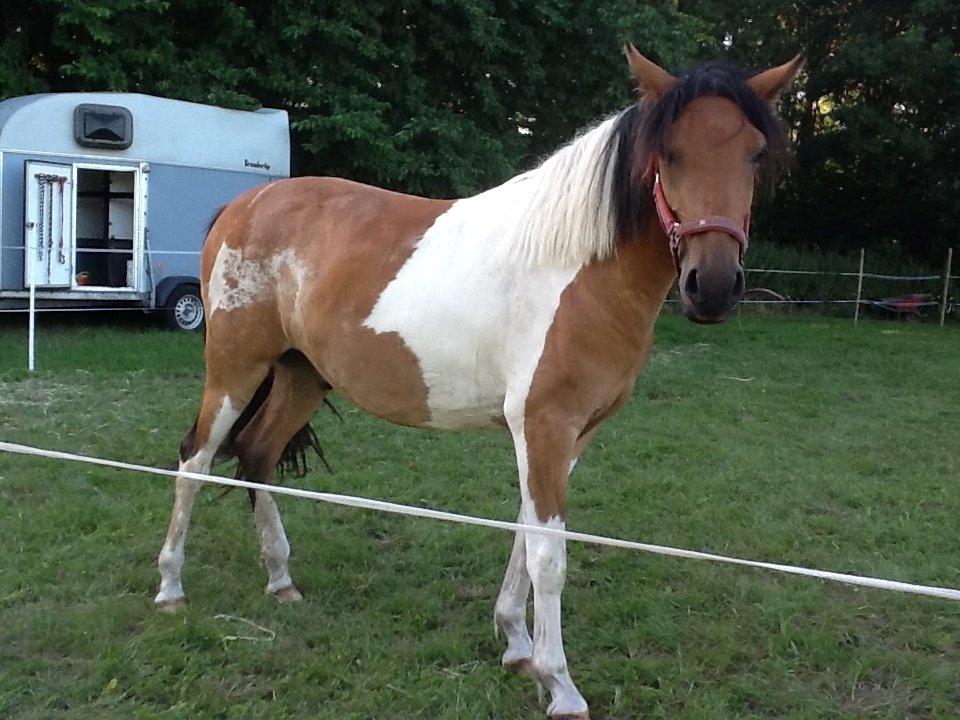 Anden særlig race Team Blues Logo Romeo billede 6