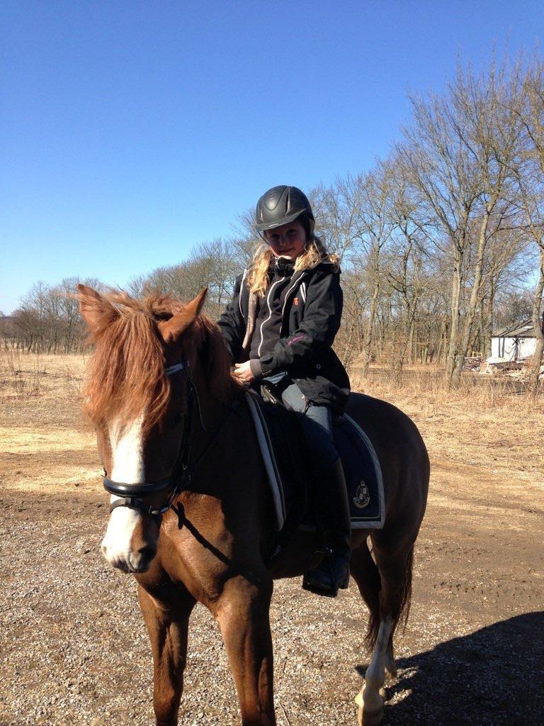 Anden særlig race Skikkilds Felis - I det dejlige vejr billede 12