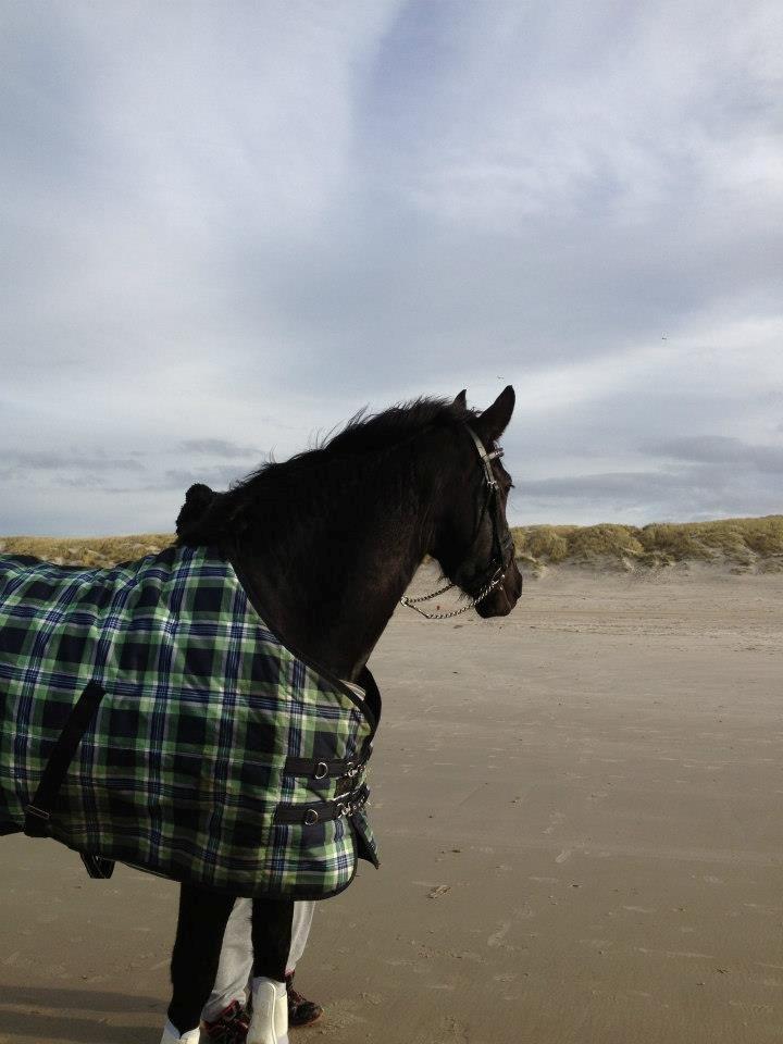 Barockpferd Hope's Kashede billede 1