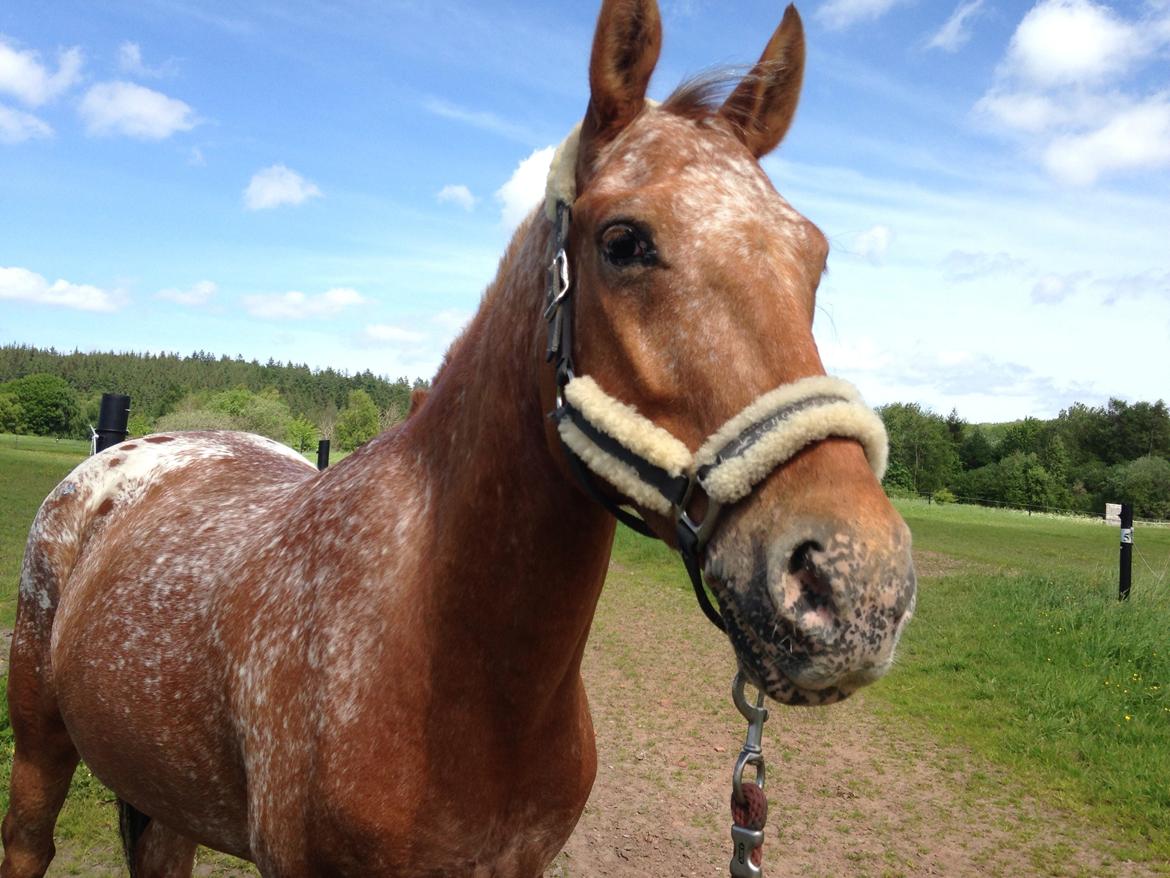 Knabstrupper Skovgårdens Rollo<3 billede 1