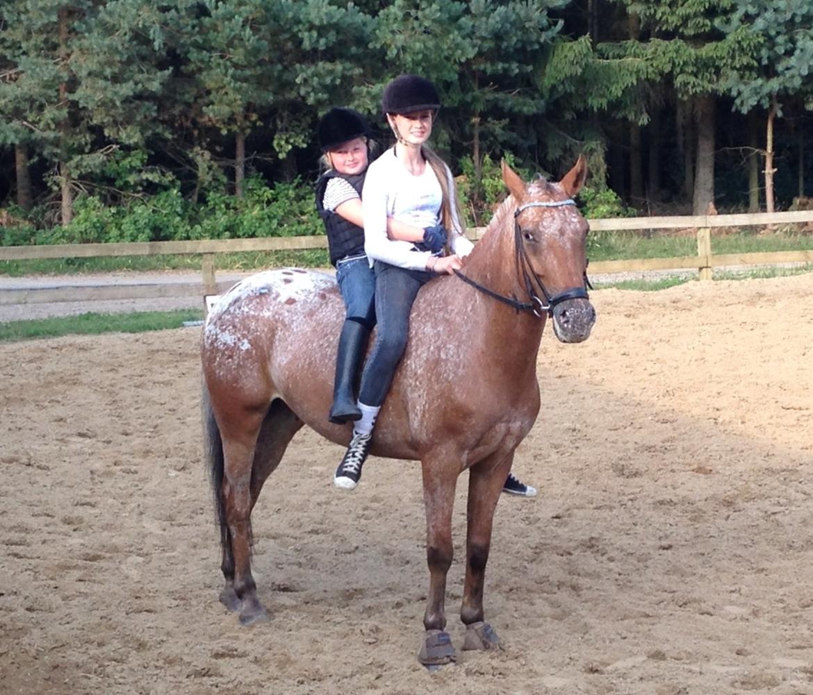 Knabstrupper Skovgårdens Rollo<3 billede 2