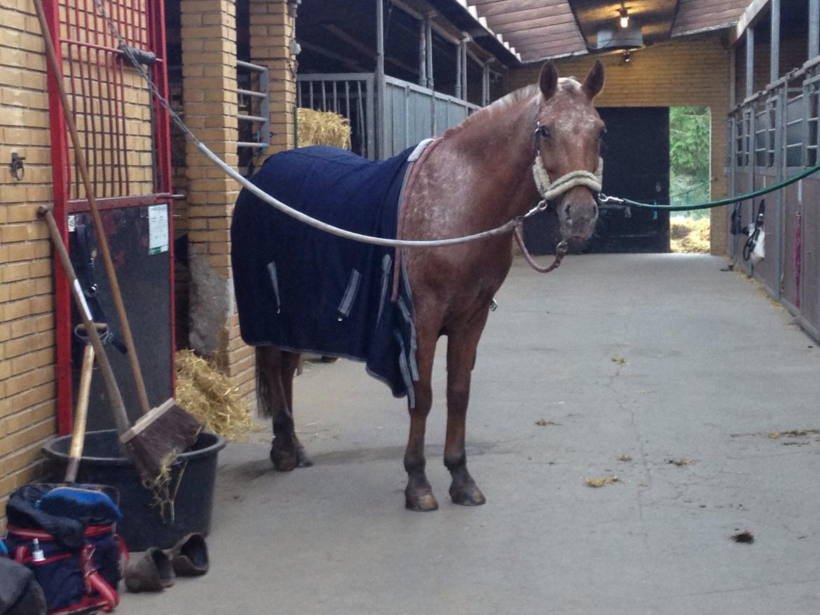 Knabstrupper Skovgårdens Rollo<3 billede 3