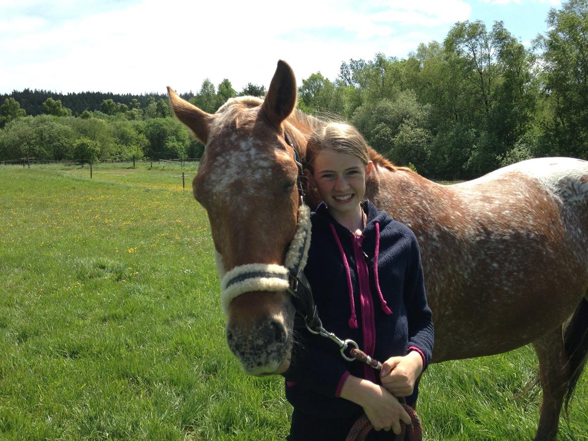 Knabstrupper Skovgårdens Rollo<3 billede 4