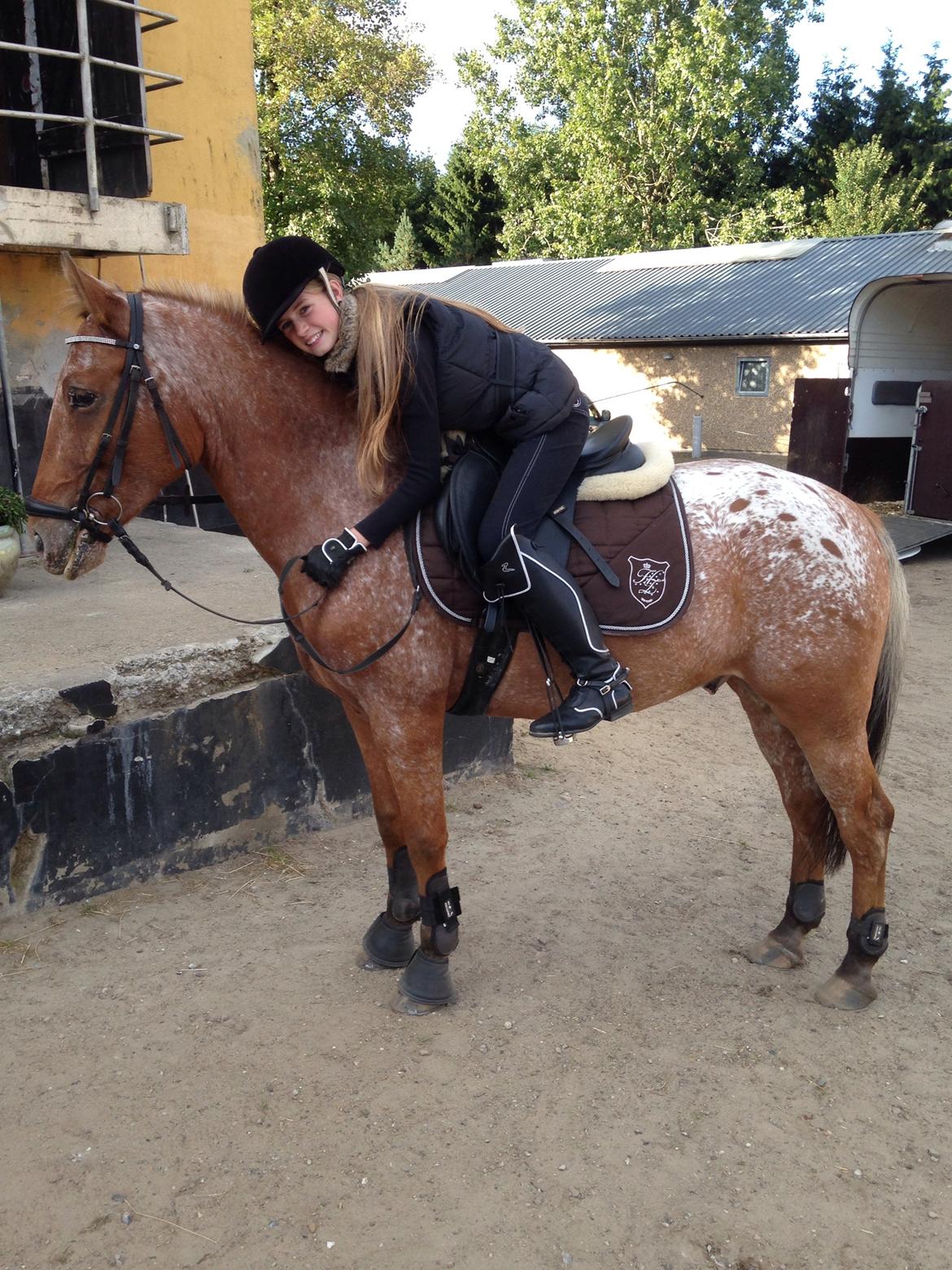 Knabstrupper Skovgårdens Rollo<3 billede 5