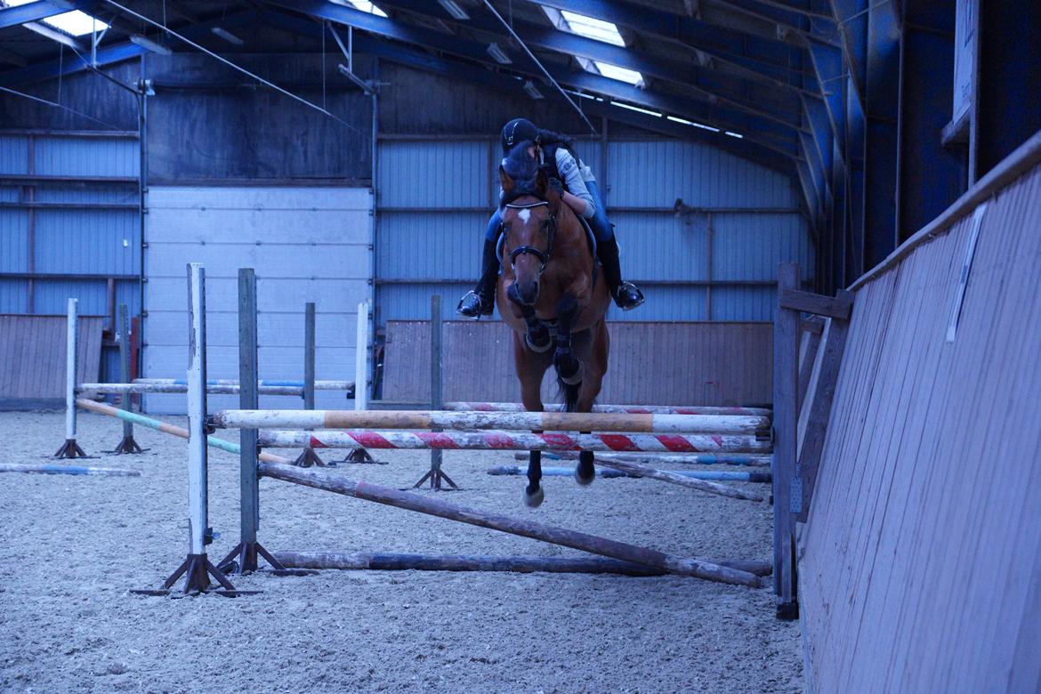 Dansk Varmblod Retina || - Spring træning, 2013 billede 7