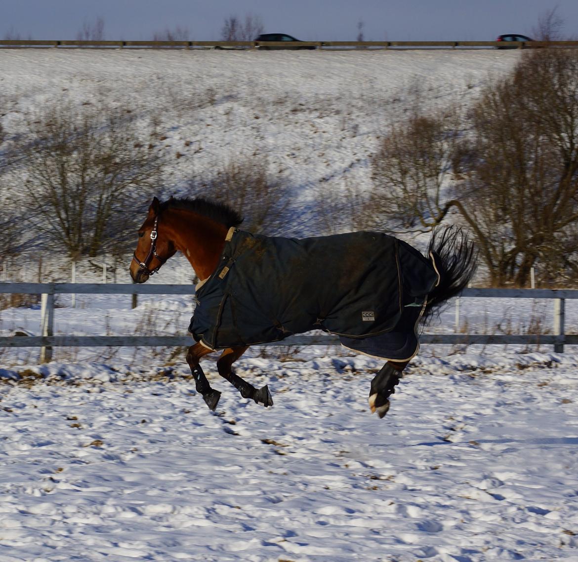 Dansk Varmblod Retina || - Bukker på folden, 2013 billede 8