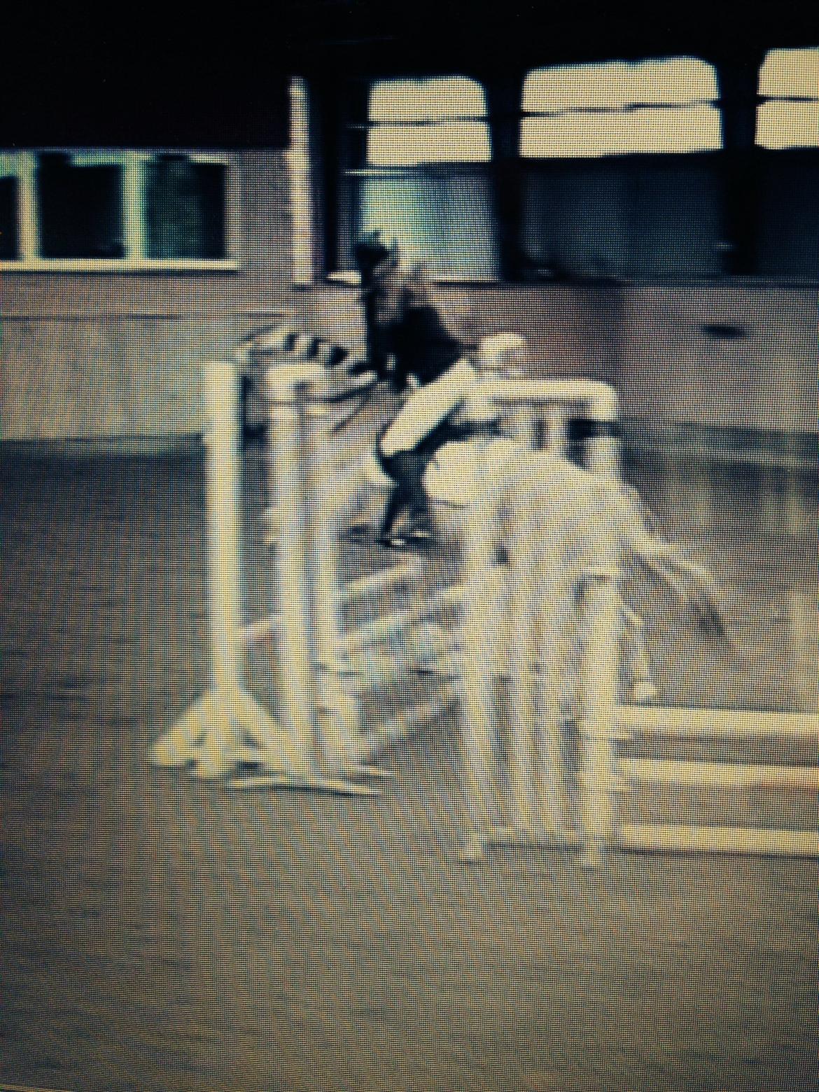 Fjordhest Aslaug *STJERNE* - Velkommen til Aslaug´s profil <3 *Læg gerne en kommentar og en bedømmelse* <3 billede 1