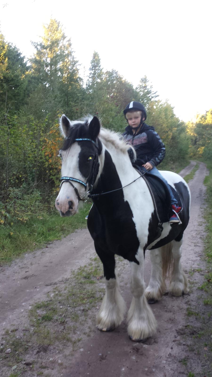 Irish Cob Willie McLeod billede 17