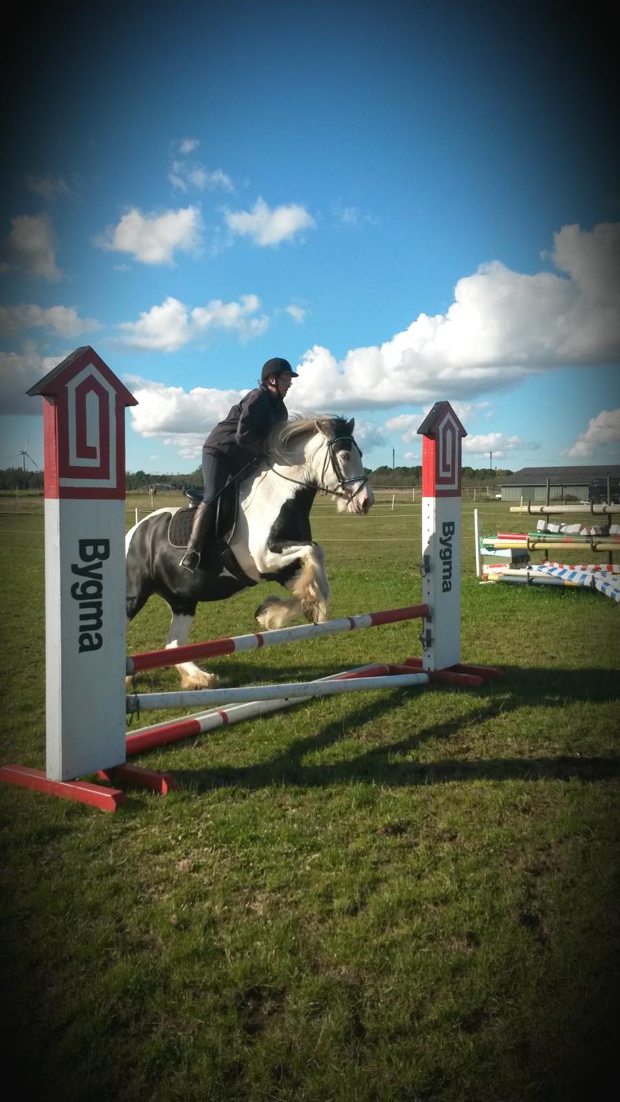 Irish Cob Willie McLeod billede 18