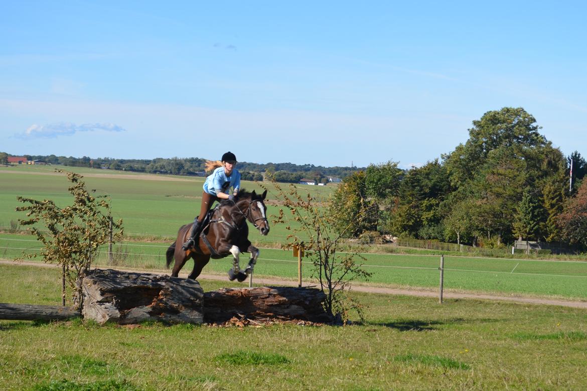 Dansk Varmblod Lucilla-HØM "SOLGT" billede 7