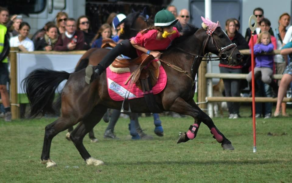 Hollandsk Sportspony Jimmy - Pink ladies billede 3