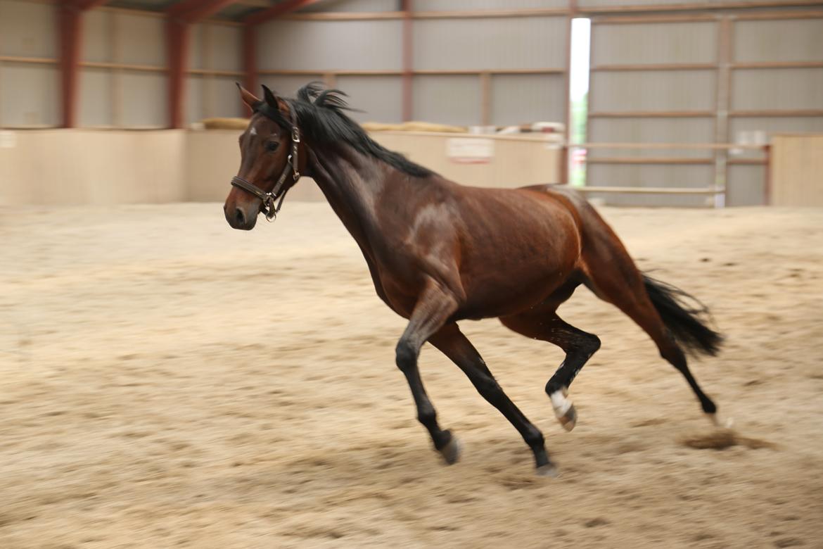 Dansk Varmblod Gørklintgårds Gaia billede 17