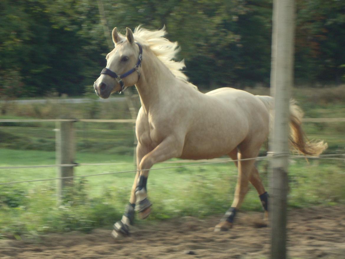 Palomino ¤  Anyska  ¤  Nysse  ¤ - 25-09-2013 billede 1