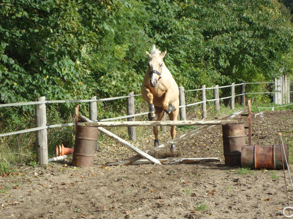 Palomino ¤  Anyska  ¤  Nysse  ¤ - 25-09-2013 billede 2