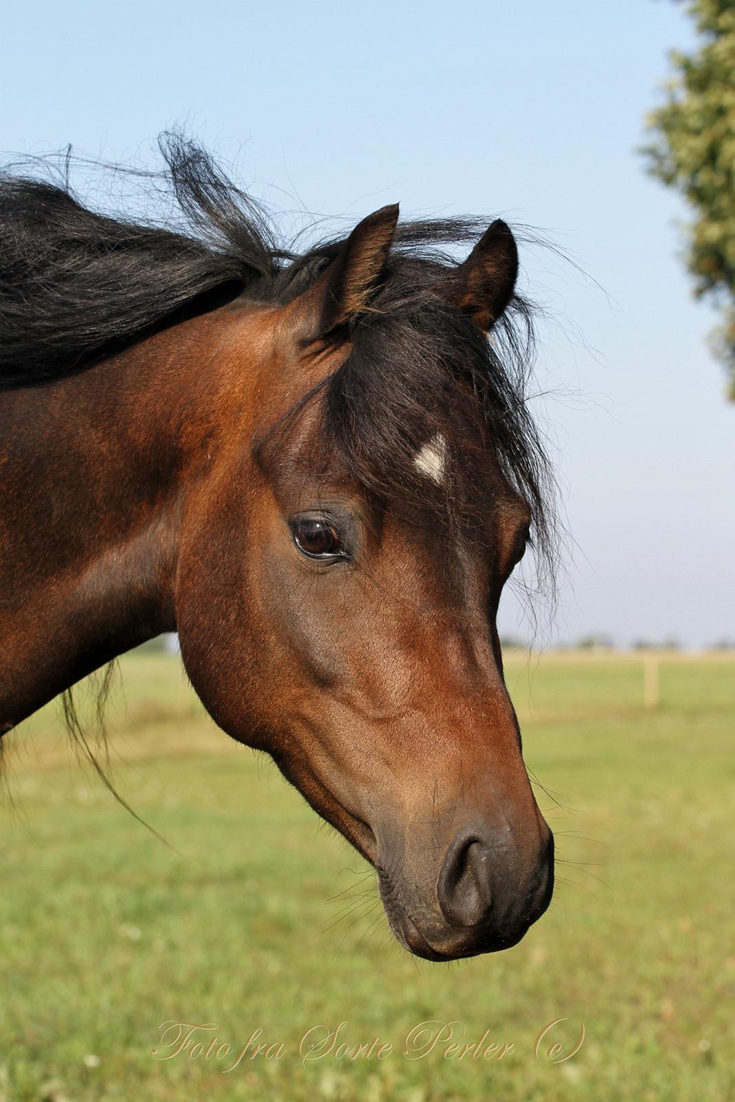 Welsh Pony (sec B) Barnhoeve's Beau (Bøv) - 6. september 2013 billede 21