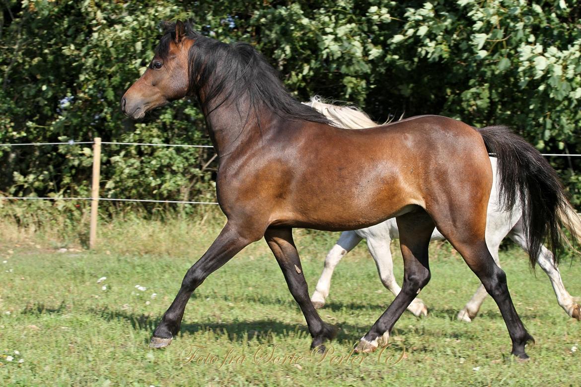 Welsh Pony (sec B) Barnhoeve's Beau (Bøv) billede 22