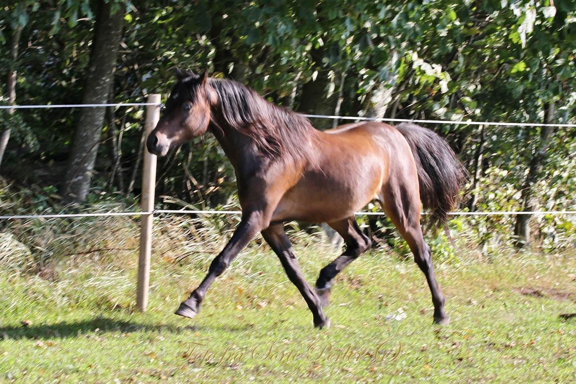 Welsh Pony (sec B) Barnhoeve's Beau (Bøv) billede 23